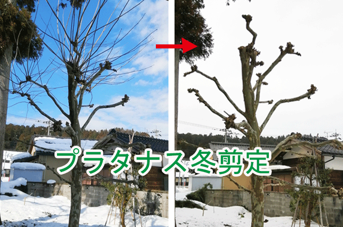 プラタナスの木　剪定