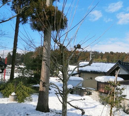 プラタナスの木　剪定前
