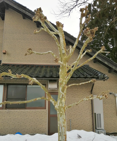 プラタナス　剪定後