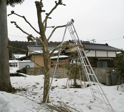 プラタナスの木　冬に剪定　三脚