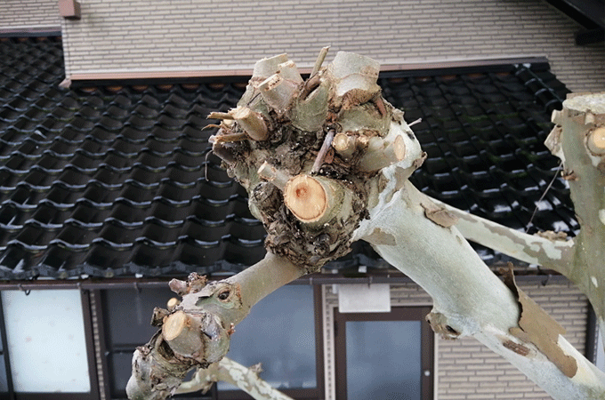 プラタナス　剪定　枝　こぶ