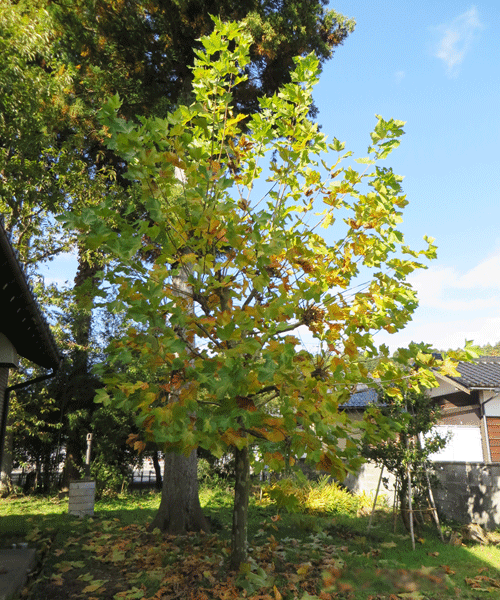 プラタナスの木