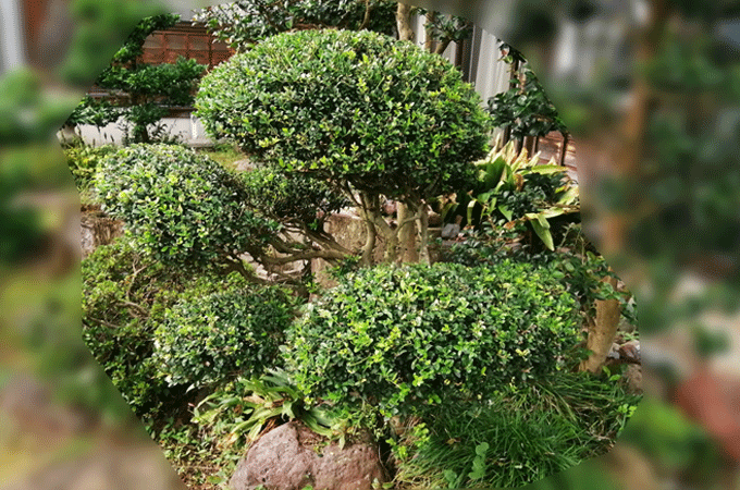 枝葉が伸びてきた常緑樹を玉散らし刈り込み剪定後