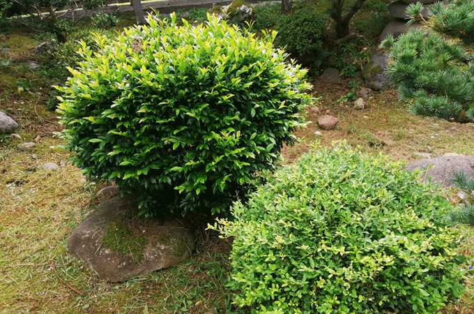 庭木の剪定にマキタ ミニ生垣バリカン 電源コード式 MUH2601 を使うビフォア画像