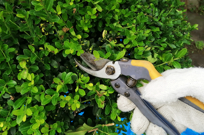 生垣バリカンを使う時、太い枝を剪定ばさみで切る