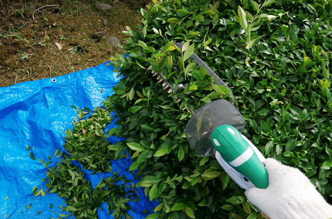 マキタ ミニ生垣バリカン 電源コード式 MUH2601 は軽量で片手でも使える