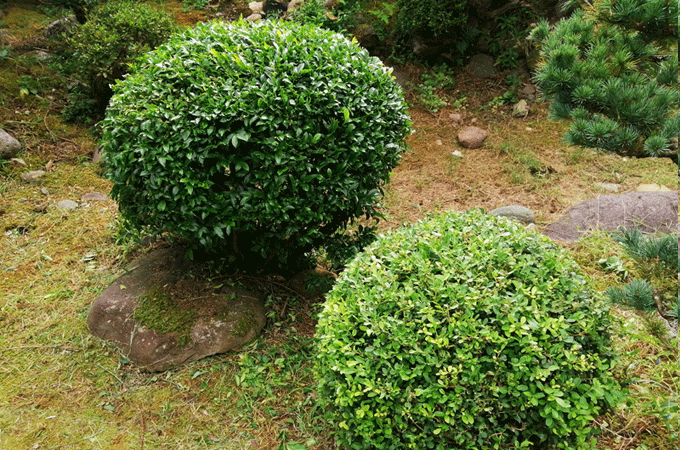 マキタ ミニ生垣バリカン 電源コード式 MUH2601 で刈り込み剪定した後