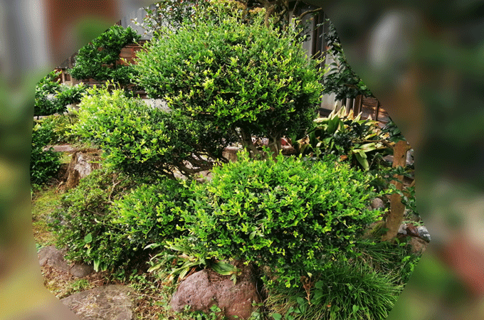 枝葉が伸びてきた常緑樹を玉散らし刈り込み剪定前