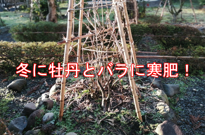 バラと牡丹に寒肥　冬の庭作業