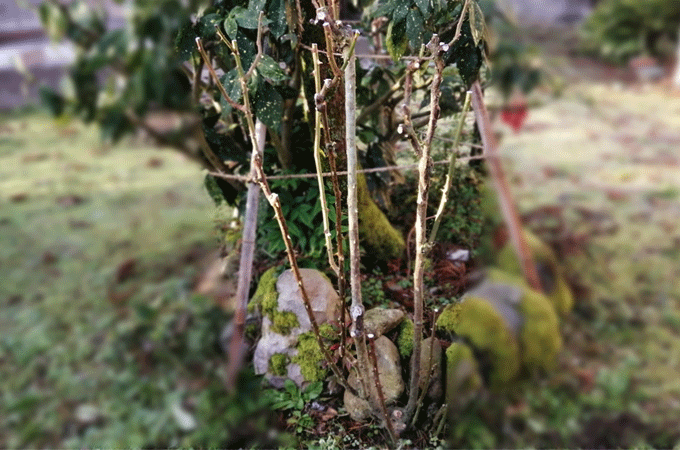 牡丹に寒肥　冬の庭作業　春からの成長を促す