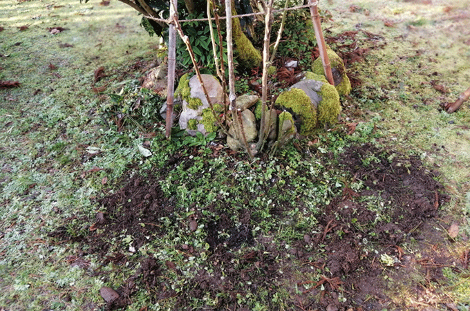 バラに寒肥　冬の庭作業　有機質の油粕、骨粉、牛糞、腐葉土を土に埋める