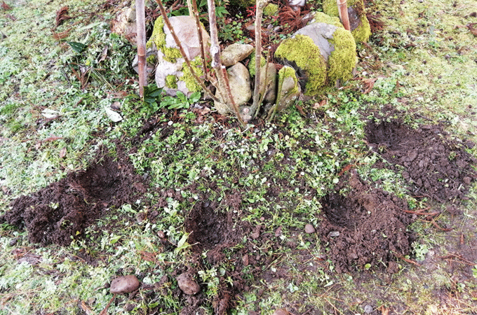 バラに寒肥　冬の庭作業　有機質の油粕、骨粉、牛糞、腐葉土を土に埋める