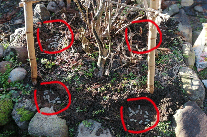 牡丹に寒肥　冬の庭作業　有機質の油粕、骨粉、牛糞、腐葉土を土に埋める