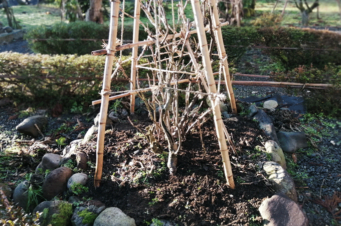 牡丹に寒肥　冬の庭作業　有機質の油粕、骨粉、牛糞、腐葉土を土に埋める