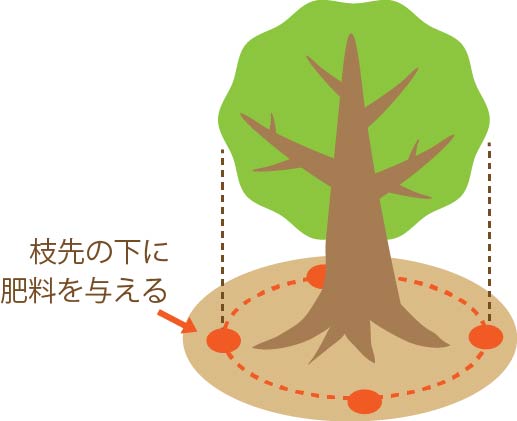 寒肥を与える場所は、枝先の下
