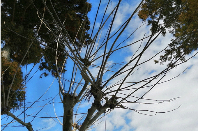 プラタナス　枝