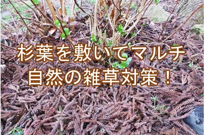 杉葉を敷き詰めてマルチング 天然の雑草対策