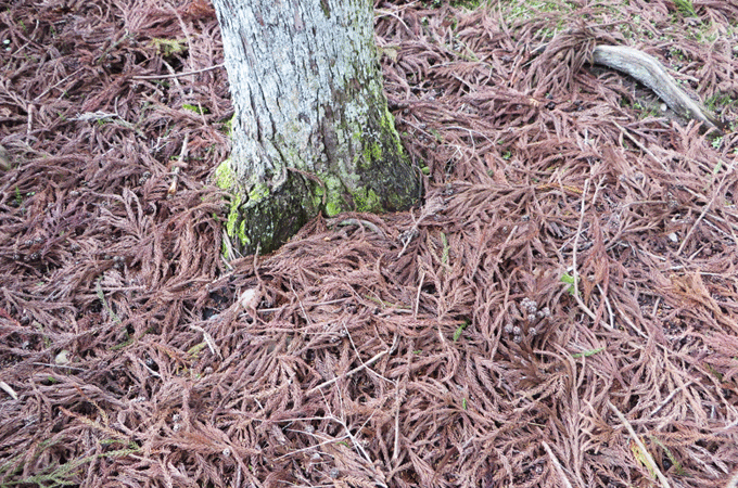 杉の木と杉葉の落ち葉