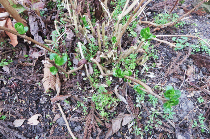 株元に雑草が生える