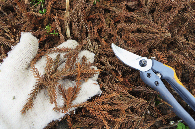 杉葉のマルチ作り方。杉の葉を5～10センチほどに細かく切る