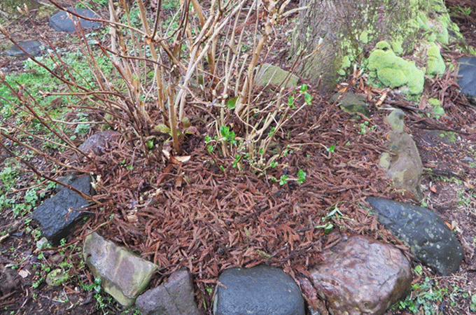 杉葉でマルチ　雑草対策