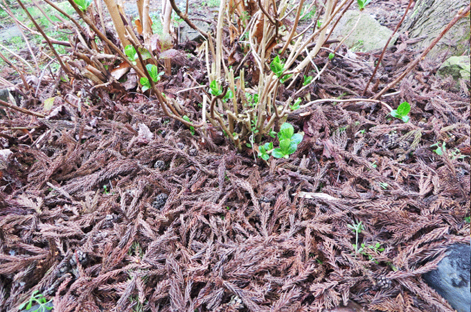杉葉を敷き詰めて雑草対策のマルチに使う