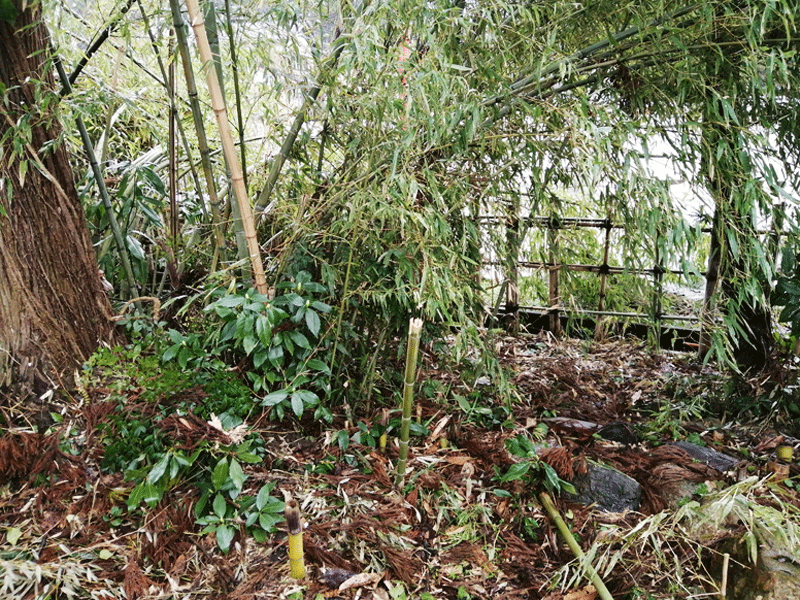竹林の竹を使って竹垣作り