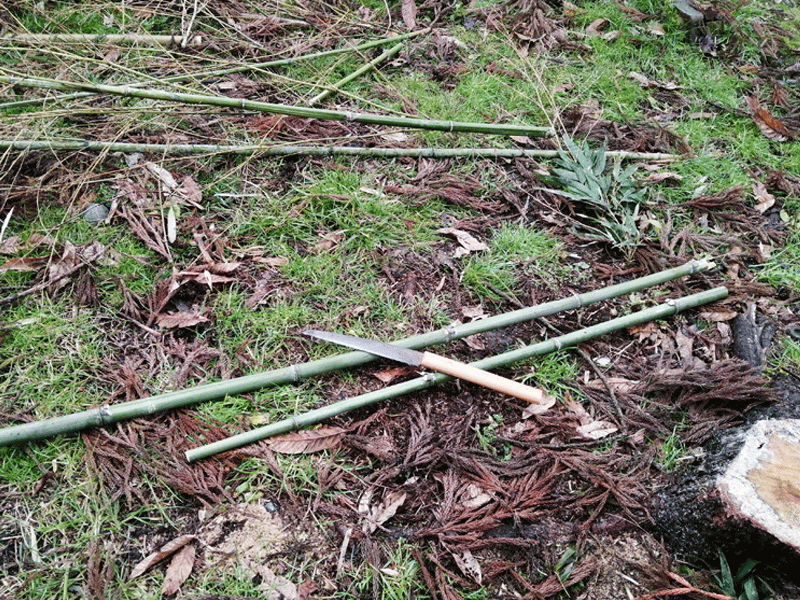 四つ目垣　竹を切る