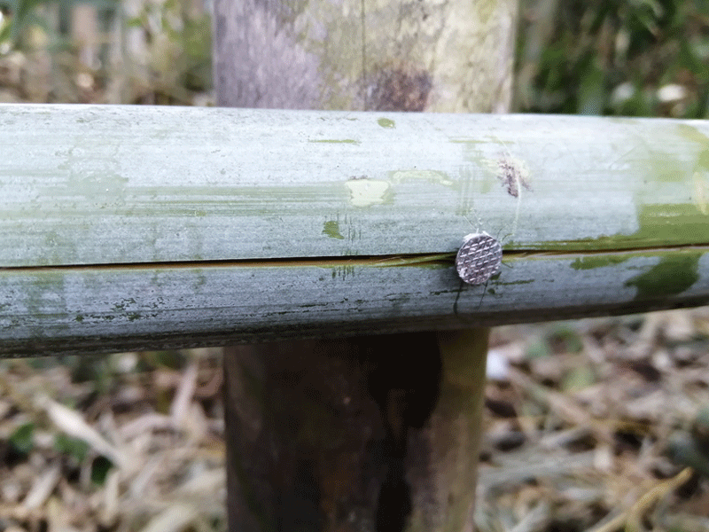 四つ目垣　親柱に竹をクギで止める