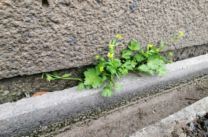 コンクリートの隙間の雑草対策