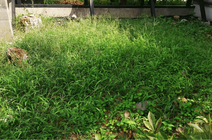 雑草だらけの庭